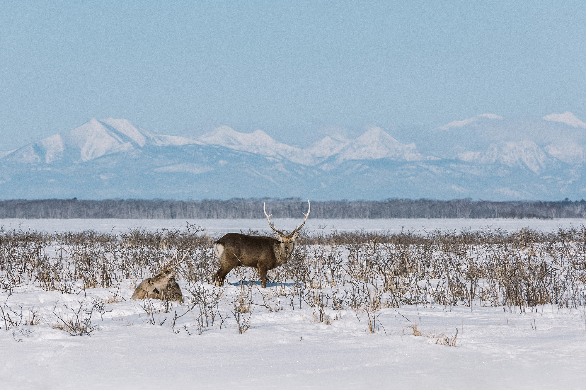 deer_snow_01